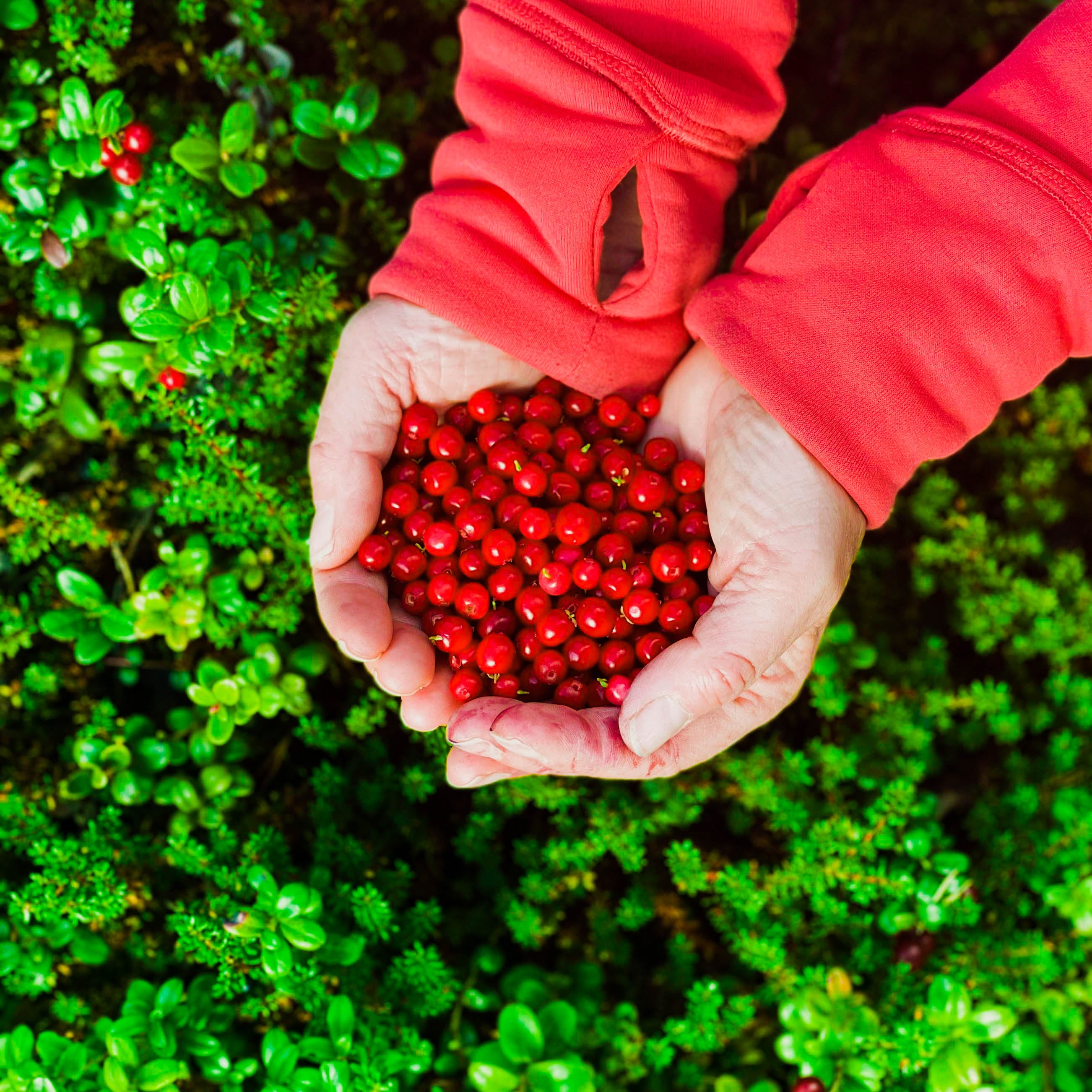 Hands full of Lingon berries 